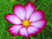 COSMOS.JPG - 31,119BYTES